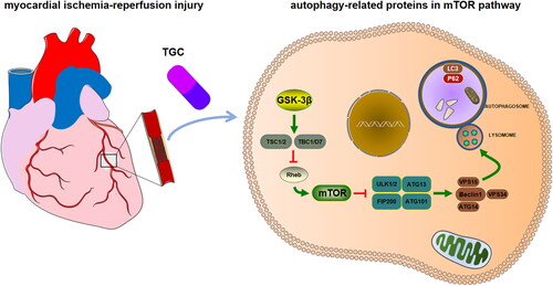 Figure 10. The interaction of autophagy-related proteins in the mTOR signaling pathway in MIRI. Green lines represent activation, while red lines refer to inhibition. (Reference: KEGG database).