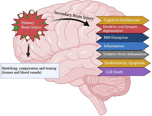 Figure 2 Pathophysiology of traumatic brain injury. A brief illustration of the primary brain injury, which is consisted of stretching, compression, and tearing followed by secondary brain injury which leads to further induce oxidative stress, neuroinflammation, excitotoxicity, apoptotic cell death, blood-brain barrier disruption, dendritic degeneration, synaptic loss, and ultimately progress towards neurodegeneration and cognitive dysfunctions.