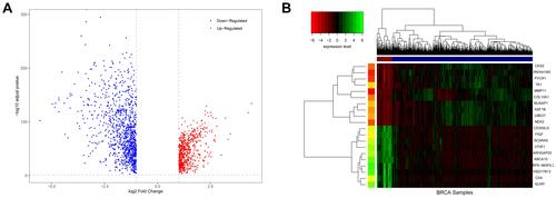 Figure 1 Differences in BRCA expression. (A) is a volcano map of differentially expressed genes. (B) is a hierarchical clustering heat map of the top 20 significant differentially expressed genes. On the x-axis, dark blue represents tumor samples, and brown represents normal samples. The y-axis represents the top 20 differentially expressed genes.