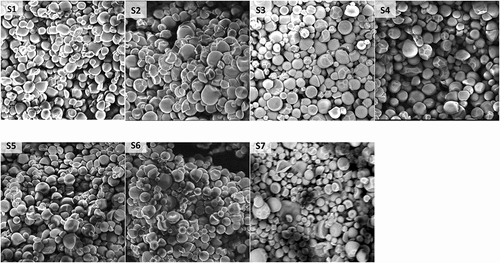 Figure 1. SEM micrographs (×2500) of starch from seven yellow cassava cultivars.