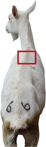 Figure 2. Schematic diagram of the sampling area of microbes on the body surface. The centre of the area indicated by the red box is the sampling point.