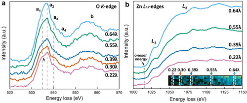 Figure 4. The evolution of valence band maximum and conduction band minimum at the edge region studied by core-loss EELS of (a) O K-edge and (b) Zn L2,3-edge. The spectra are averaged from the strips shown in the insert in (b), and the background signals were subtracted. Note the arrow in (a) pointing at the characteristic peak a1.