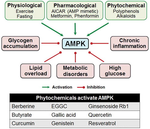Figure 5. Physiological, nutritional and pharmacological factors regulate the activity of AMP-activated protein kinase (AMPK). AICAR: 5-aminoimidazole-4-carboxamide ribonucleoside; EGGC: Epigallocatechin gallate.