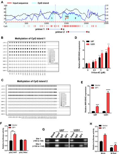 Figure 4 DNA methylation and SP1 were involved in the activation of MIR155HG. (A) Schematic representation of the CpG islands and bisulfite sequencing primers. (B and C) Bisulfite amplicon sequencing (BSAS) was performed to examine methylation status of CpG island 1 and 2 at the promoter region of MIR155HG in LGG and GBM. (D) MIR155HG expression in U87 and U251 cell lines were upregulated in a dose-dependent manner after 5-Aza-dC treatment. (E) Overexpression of SP1 activated the expression of MIR155HG in U87 and U251 cell lines. (F) The luciferase reporter plasmids carrying MIR155HG promoter pGL3-WT or pGL3-Mut with the SP1 plasmid or vector were co-transfected into HEK293T cells. Relative luciferase activity in HEK293T cells were determined. (G) ChIP assay was performed to confirm the putative binding regions for SP1 in MIR155HG promoter region. (H) Luciferase reporter assay revealed that M.SssI-induced methylation could abolish the MIR155HG promoter activity activated by SP1. **p < 0.01; ***p < 0.001; ****p < 0.0001.