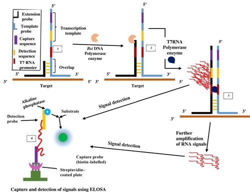 Figure 3 Signal-mediated amplification of RNA technology. A 3WJ forms; DNA polymerase extends the extension probe; T7 RNA polymerase promoter is formed, and T7 RNA polymerase generates signals (1st RNA). Signals can be transcribed by T7 RNA polymerase and detected by ELOSA (option 2) or further amplified to yield multiple 2nd RNA signals (option 1) which can then be detected. Adapted with permission from Springer Nature. Wharam SD, Hall MJ, Wilson WH. Detection of virus mRNA within infected host cells using an isothermal nucleic acid amplification assay: marine cyanophage gene expression within Synechococcus sp. Virol J. 2007;4(1):52.Citation68