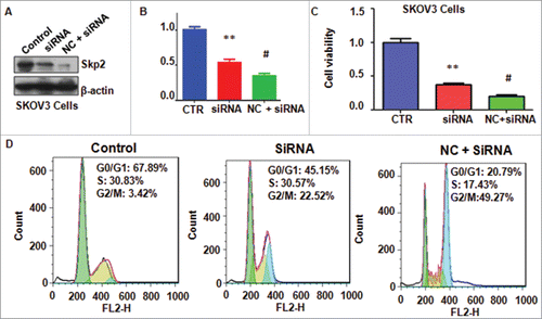 Figure 6. Knockdown of Skp2 enhanced NC-mediated cell proliferation inhibition and cell cycle arrest. (A) The expression of Skp2 was detected by Western blotting analysis in ovarian cancer cells after Skp2 downregulation plus NC treatment. siRNA: Skp2 siRNA; NC+siRNA: NC plus Skp2 siRNA transfection. (B) Quantitative results were illustrated for panel A. CTR: Control. *P < 0.05, vs control; #P < 0.05 vs Skp2 siRNA transfection. (C) MTT assay was performed to detect the effect of Skp2 downregulation in combination with NC treatment on ovarian cancer cell growth. *P < 0.05, vs control; #P < 0.05 vs Skp2 siRNA transfection. (D) Cell cycle was accessed by Flow cytometry after Skp2 downregulation in combination with NC treatment.