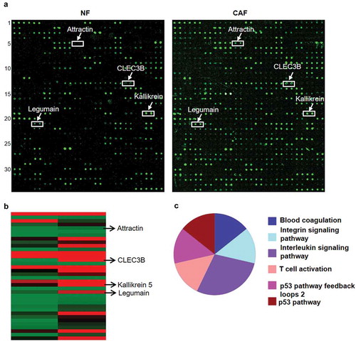 Figure 4. Chemokine expression in conditioned medium from CAFs and normal fibroblasts.a, signalling pathways affected in CAFs. The cytokines that were differentially expressed CAFs and NFs were detected with RayBio® human biotin-label-based cytokine antibody arrays. a, A representative image of a chemokine microarray after screening of conditioned medium from CAFs and NFs. The white arrows indicate the most deregulated cytokines in CAFs and NFs. b, Heat map of the 37 differentially expressed secreted cytokines. c, the pie chart for the signalling pathway analysis was generated with Protein Analysis Through Evolutionary Relationships (PANTHER) Software.