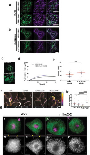 Figure 7. MLKS2 interaction with actin.Co-localization of ER marker (RFP-HDEL, magenta) or actin marker (RFP-LifeAct, magenta) with a) GFP-MLKS2 or b) GFP-MLKS2ΔARM. c) GFP-MLKS2 localization in F-actin-depleted cells (25 uM LatB) phenocopies GFP-MLKS2ΔARM with an ER-like staining pattern. d) Depolymerization of the actin cytoskeleton with LatB results in increased GFP-MLKS2 FRAP recovery compared to mock (MK) controls. e) FRAP Plateau value of MLKS2 mock (MK) and LatB treated as shown in d). For whisker plots, blue lines denote SD error bars, red lines denote mean. Student’s T-test used to test statistical significance. **** = P ≤ 0.0001. Scale bar denotes 10 µm. f) Temporal color-coded projections of randomly selected LBR, MLKS2, MLKS2ΔKASH and MLKS2ΔARM nuclei imaged every 10 seconds over 5 minutes. g) Kymographs of nuclear movement shown in f) for a different nucleus. h) Quantification of total nuclear movement over time, imaged for LBR, MLKS2, MLKS2ΔKASH and MLKS2ΔARM. N = at least 30 nuclei imaged across three experimental repeats per treatment; ANOVA statistical test used. Ns = P ≥ 0.05, * = P ≤ 0.05, *** = P ≤ 0.001 and **** = P ≤ 0.0001. (i-l) DAPI (magenta) and phalloidin (green) stained early prophase maize meiocytes. (m-p) Gray-scale images of phalloidin staining of cells shown in panels i-l. Line trace plots show intensity of phalloidin in the middle of the cell marked by horizontal band, illustrating the spike in perinuclear actin in wild-type but not mutant nuclei. Scale bar denotes 15 µm.