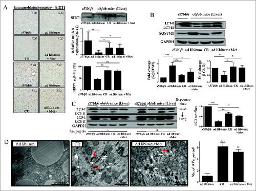 Figure 4. SIRT1 expression and autophagy induction are decreased in ob/ob mice. Immunoblots, SIRT1 activity assay, and real-time PCR and immunohistochemistry for SIRT1 were performed in mice liver tissues (A). Hepatic expression and activity of SIRT1 and induction of autophagy were significantly decreased in ad libitum-fed ob/ob mice, compared to C57bl/6j control mice. Furthermore, a 4-wk treatment course of either metformin or CR significantly restored the expression and activity of SIRT1 and induction of autophagy in ob/ob mice. Expression of LC3 and SQSTM1 was shown as a densitometric graph of the optical density-based data of immunoblots (B). LC3 immunoblots were conducted in liver tissues from 4 experimental groups to analyze autophagy flux in vivo using a leupeptin-based assay (C). Autophagy flux was expressed as the subtraction of the amount of LC3-II in the absence of leupeptin from the amount of LC3-II in the presence of leupeptin for each of the conditions, which is defined as “LC3 net flux” and graphically displayed (C, right graph). Autophagosomes (red arrows) and autolysosomes (white arrows) were shown in the electron microscopy images from ad libitum-fed ob/ob mice and ob/ob mice treated with CR or metformin (D). Scale bars are indicated. The numbers of autophagic vacuoles (autophagosomes and autolysosomes) per cell (n = 20) were counted and graphically displayed (D, right graph). Values displayed are means ± SEM of at least 5 independent experiments. Asterisks (*P < 0.05,**P < 0.01 and***P < 0.001) indicate significant differences.