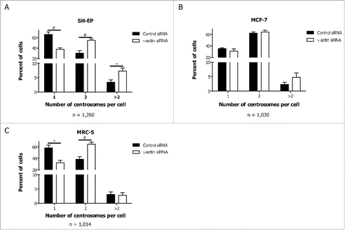 Figure 6. Enhanced centrosome amplification in cancer cells due to γ-actin depletion. Quantification of centrosome numbers in the control and γ-actin siRNA transfected SH-EP (A), MCF-7 (B) and MRC-5 cells (C) were analyzed by co-staining the cells with γ-tubulin and α-tubulin. Confocal images were acquired and then centrosome number was scored in interphase cells as 1, 2 or more than 2 centrosomes. n = the total number of interphase cells analyzed from 4 independent experiments. *P < 0 .05, #P < 0 .005, statistically significant when comparing the γ-actin siRNA cells to the control siRNA cells.