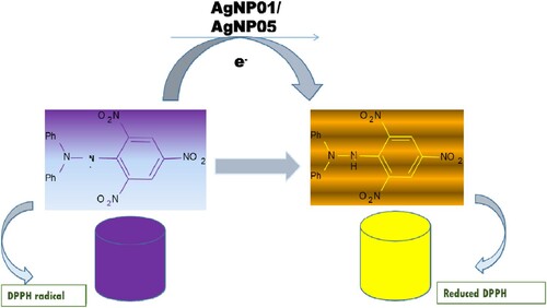 Figure 6. Mechanism of reaction for the action of silver nanoparticles (AgNP05 and AgNP01) as an antioxidant.