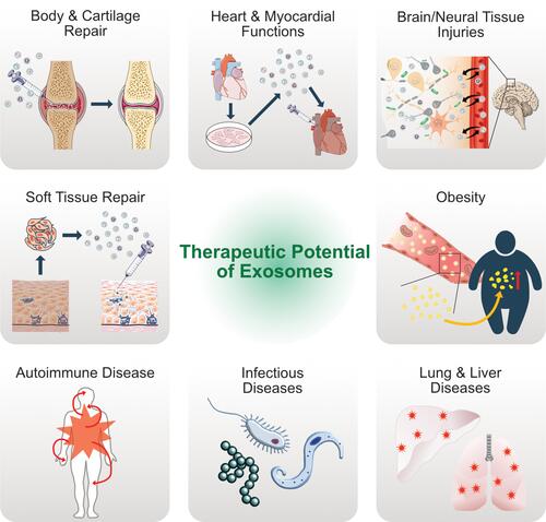 Figure 5 Therapeutic potential and versatile clinical implications of exosomes.