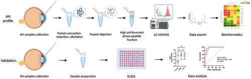 Figure 1 Workflow of the AH proteome profile analysis and the validation of DEPs in nAMD and PCV.