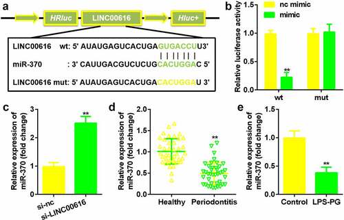 Figure 3. LINC00616 sponged miR-370 in PDLSCs. (a) The binding sites between miR-370 and LINC00616 are predicted by StarBase. (b) The dual luciferase reporter assay confirmed that miR-370 is a target of LINC00616 in PDLSCs. (c-e) qRT-PCR analysis for miR-370 expression in periodontal ligament tissues and PDLSCs.