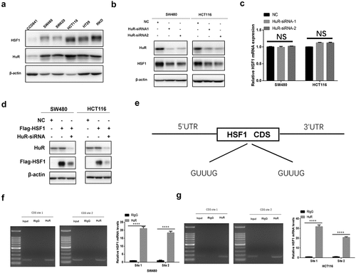 Figure 8. HuR promoted the translation of HSF1 by binding to its CDS region. (a) The protein level of HSF1 and HuR in CRC cell lines and normal colorectal epithelial cells (CCD841). (b) The protein level of HSF1 before and after HuR knockdown by Western blotting in CRC cells. (c) The effect of HuR knockdown on HSF1 mRNA expression. (d) The effect of HuR knockdown on exogenous HSF1 with CDS region. (e) Pattern diagram for two oligo (u) sequences in the CDS region of HSF1 mRNA. (f and g) RIP assay was conducted in HCT116 and SW480 cells using HuR antibody to verify the interaction between HuR and the oligo (U) sequences in the CDS region of HSF1 mRNA.