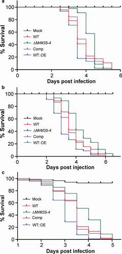 Figure 2. Insect survivals. (a) Survival of the wax moth larvae after topical infection with the WT and mutant strains. (b) Survival of the wax moth larvae after injection with the spores of the WT and mutant strains. The last instar larvae of wax moth were used for bioassays. (c) Survival of the wild-type D. melanogaster after topical infection with the WT and different mutants of M. robertsii.