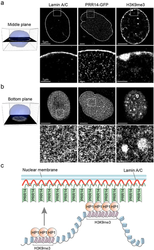 Figure 7. PRR14 is predominantly localized at the nuclear lamina where it creates a surface for anchoring HP1-associated H3K9me3-modified heterochromatin. (a) Representative super-resolution stochastic optical reconstruction microscopy (STORM) images from cells overexpressing PRR14-GFP show localization of Lamin A/C, PRR14 and H3K9me3 in the middle plane of nuclei of NIH/3T3 cells. White boxes (top panels) show zoomed areas (bottom panels). (b) Representative STORM images from cells overexpressing PRR14-GFP show localization of Lamin A/C, PRR14 and H3K9me3 at the bottom plane of nuclei of NIH/3T3 cells. (c) A model illustrating the mechanism for PRR14 tethering H3K9me3-modified chromatin to the nuclear lamina through interaction with HP1. Scale bars: 5 μm (top panels) and 1 μm (bottom panels).