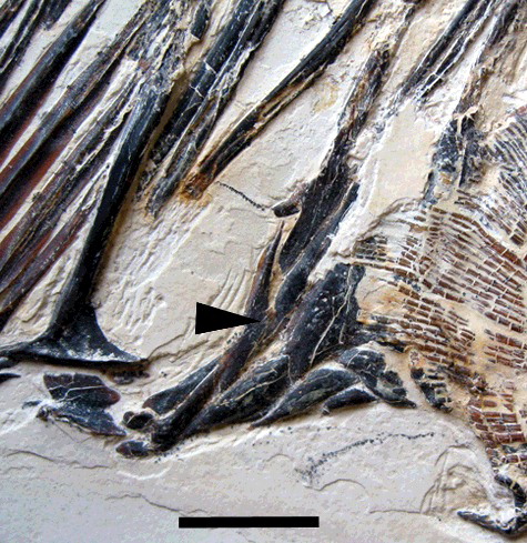 Figure 8. Cloacal region of Proscinetes bernardi (Thiollière, Citation1852) JME 250 with the arrow pointing to the bifurcating cloacal scale present on this specimen. Scale bar = 1 cm.