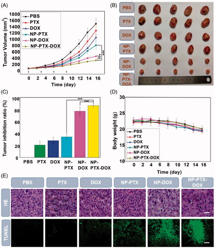 Figure 6. (A) Mean tumor volumes of K7 tumor-bearing mice after intravenous injection of PBS, free PTX, free DOX, NP-PTX, NP-DOX and NP-PTX-DOX on day 0, 3, 6 and 9 (2 mg kg−1 DOX, 4 mg kg−1 PTX). Data are shown as mean ± SD (n = 5). (B) Images of the excised tumors from the mice treated as described in (A) on day 16. (C) Tumor inhibition ratios of the treated groups on day 16. (D) Change in body weights of K7 tumor-bearing mice during treatment. (E) H&E staining and TUNEL analyses of K7 tumors from the mice treated as described in (A) on day 16. ***p < .001. Scale bar = 100 μm.