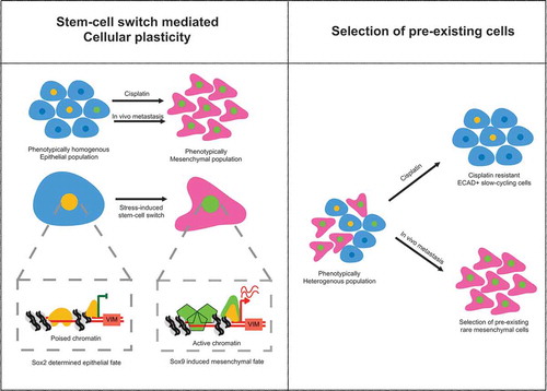 Figure 1. Divergent modes of tumor evolution. (a) Drug-induced stem-cell switch mediated epigenetic plasticity in phenotypically homogenous tumors. (b) Darwinian selection of pre-existing drug-resistance cells in phenotypically heterogeneous tumors. (VIM-Vimentin promoter).