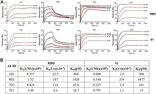 Figure 4. Binding kinetics of RmAbs to SARS-CoV-2 S1 and RBD proteins. (A) Surface plasmon resonance sensorgrams demonstrate the binding and dissociation kinetics of RmAbs to SARS-CoV-2 S1 and RBD proteins. Changes in resonance units (RU) over time are indicative of binding kinetics. (B) Rate constant Ka (equilibrium association constant), Kd (dissociation constant) and KD of RmAbs were determined respectively when binding to the SARS-CoV-2 S1 and RBD.