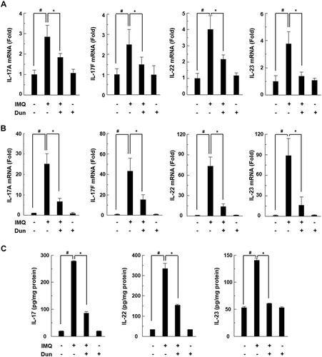 Figure 3 Dun inhibits IMQ-induced inflammatory cytokines in skin lesions of C57BL/6 mice. mRNA expression levels of IL-17A, IL-17F, IL-22, and IL-23 determined by quantitative RT-PCR in dorsal (A) and ear (B) skin after 6 days of IMQ treatment. (C) Levels of IL-17, IL-22 and IL-23 in homogenized skin tissue measured using ELISA. Bars represent mean ± S.D. (n = 5). #, *Indicate p < 0.05 compared with the control (#) and IMQ (*) groups.