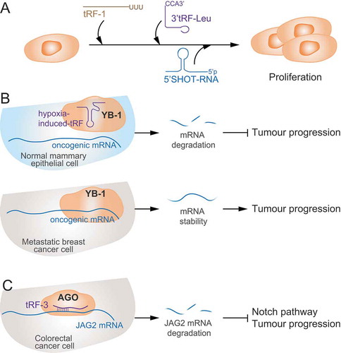 Figure 4. Association of tRFs with cancer initiation and progression. A) tRFs and tRNA halves can foster cancer cell proliferation. B) tRNA fragments mapping to the anticodon loop of tRNAs are induced upon hypoxic stress in normal mammary epithelial and breast cancer cells to sequester YB-1 from oncogenic transcripts and induce their degradation suppressing cancer progression. As metastatic breast cancer cells inhibit generation of these tRNA fragments, YB-1 binds and stabilizes tumour-promoting mRNAs (lower panel). C) In colon cancer cells, tRF-3s promote JAG2 mRNA degradation inactivating the cancer-promoting Notch signalling pathway.