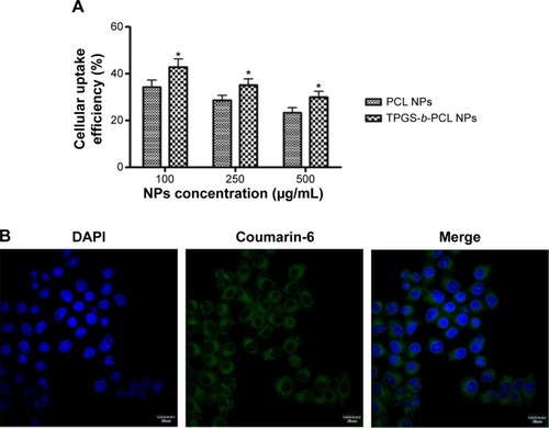 Figure 9 Cellular uptake of coumarin-6-loaded PCL NPs and TPGS-b-PCL NPs after incubated with HeLa cells.Notes: (A) Uptake efficiency of coumarin-6-loaded PCL NPs and TPGS-b-PCL NPs by HeLa cells (*P<0.05); (B) confocal laser scanning microscopic images of HeLa cells after incubation with the coumarin-6-loaded TPGS-b-PCL NPs. Scale bar 10 μm.Abbreviations: DAPI, 4′,6-diamidino-2-phenylindole; NPs, nanoparticles; PCL, poly(ε-caprolactone); TPGS, d-α-tocopheryl polyethylene glycol 1000 succinate.