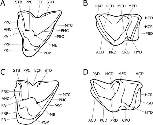 Figure 2. Urrayira whitei gen. et sp. nov. compared with Planigale sp., showing terminology of major molar features. A, B, Urrayira whitei, A, left M2; B, left M2. C, D, Planigale sp., C, left M2; D, left M2. Abbreviations: ANC, anterior cingulum; ME, metacone; MTC, metacrista; PA, paracone; PMC, premetacrista; POP, postprotocrista; PPC, postparacrista; PR, protocone; PRC, paracrista; PRP, preprotocrista; PSC, posterior cingulum; STB, stylar cusp B; STD, stylar cusp D; (lower): ACD, anterior cingulid; CRO, cristid obliqua; HCD, hypoconulid; HCR, hypocristid; HYD, hypoconid; MCD, metacristid; MED, metaconid; PAD, paraconid; PCD, paracristid; PRD, protoconid; PSD, posterior cingulid.