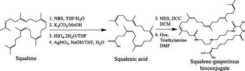 Figure 2. Scheme of the synthesis process of Sq-Gus bioconjugate. NBS: N-bromosuccinimide; THF: tetrahydrofuran; NHS: N-hydroxysuccinimide; DCC: N,N′-dicyclohexylcarbodiimide; DCM: dichloromethane; Gus: gusperimus; DMF: dimethylformamide.