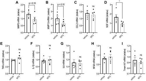 Figure 8 Expression levels of mRNAs in the affected knee joints. mRNA levels (relative to untreated values) in the femur cartilage were assessed by RT-qPCR analysis (n=5 per group for each mRNA; Mann–Whitney U-test, ns P>0.1, and *P<0.05). Values are presented as mean ± SEM. (A) MMP-3 mRNA, (B) MMP-13 mRNA, (C) CCL2 mRNA, (D) NGF mRNA, (E) TNF-α mRNA, (F) IL-1β mRNA, (G) IL-6 mRNA, (H) NF-κB mRNA, (I) Tmem147 mRNA.