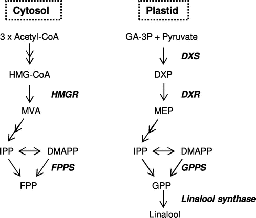 Fig. 1. Representative genes in MEP and MVA pathway.