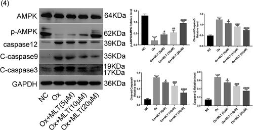 Figure 4. Impact of melatonin on expression of AMPK and apoptotic proteins. Cells in each group were treated with 4 mmol/L of Ox for 12 h (except the NC group). Western blot and corresponding histograms of protein expression levels of caspase-12, cleaved caspase-3, cleaved caspase-9, p-AMPK, and AMPK relative to GAPDH. Data are presented as the mean ± SEM from three independent experiments. *P < 0.05, **P < 0.01, ***P < 0.001, ****P < 0.0001 versus the NC group; #P < 0.05, ##P < 0.01, ###P < 0.001, ####P < 0.0001 versus the Ox group; ns: not significant