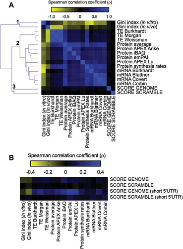 Figure 2. E. coli individual gene score calculation and its relationship with different parameters involved with gene expression. (A) Spearman’s correlation between the E. coli score derived from the GFP library dataset (SCORE GENOME) with different cellular parameters: Gini index, TE, protein abundance, protein synthesis rates, and mRNA abundance. The heat map shows Spearman’s correlation coefficient (ρ) values ranging from −0.88 (negative correlation, yellow panels) to 1.0 (positive correlation, blue panels). Spearman’s correlation coefficient (ρ) values of the GFP score with other parameters ranging from −0.08 to 0.13. As a control, we used an E. coli scrambled genome to calculate the GFP score (SCORE SCRAMBLE). (B) The same analysis described in panel A was performed with a group of genes with short 5ʹ UTRs (< 25 nucleotides).