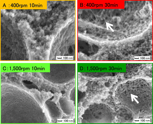 Figure 5. Scanning electron micrographs of the protein networks in cheeses processed at different stirring speeds and times. The emulsifying salt is PDSP. Arrows indicate the fields containing fine-stranded structures. Magnification: 50,000×. Scale bars are 100 nm.