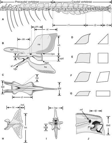 FIGURE 1. Regions, structures and variables of measured caudal vertebrae in istiophorid billfishes. A, vertebral column of Istiompax indica showing the regions of the caudal vertebrae; B–C, generalized istiophorid caudal vertebrae showing the variables measured in fossils and extant specimens; B, right lateral view; C, dorsal view; D–G, shape variation of the neural spine in istiophorids in left lateral view with corresponding generalizations on the right side; D, triangular spine of Istiophorus; E, quadrangular spine of Makaira and Istiompax; F, rhomboid spine of Kajikia; G, rectangular spine of Tetrapturus spp; H–I, generalized istiophorid hypural plate; H, left lateral view; I, anterior view; J, left dentary, medial view of the interdentary joint. Modified from Fierstine (Citation2001) and Davie (Citation1990).