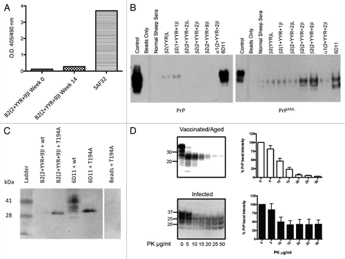 Figure 5. Specificity and safety of conformation-specific immunotherapy. (A) Sheep (n = 7) received the β2(2+YYR+9)I vaccine at 6-wk intervals. Pre-immune and immune serum from high titer animals were evaluated for the ability to bind PrPC via ELISA. (B) Sheep were immunized three times at 6-wk intervals with the either of the various YYR-based vaccines noted. Immune sera conjugated to magnetic beads were used in immunoprecipitation experiments with brain homogenates from uninfected (wt) and scrapie-infected mice (RML). (C) Polyclonal β2(2 + YYR + 9)I coupled to beads was used in immunoprecipitation experiments with lysates from HEK293T cells expressing either wt PrPC or the T194A PrPC mutant. (D) PK digests and western blots of combined brain and spleen homogenates from six β2(2 + YYR + 9)I-vaccinated / aged or infected tga20 mice.