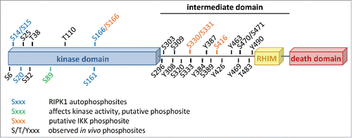 Figure 1. The domain structure of human RIPK1 with all reported phosphorylation sites annotated. The figure is based on and updated from data collected on the PhosphoSitePlus® website, www.phosphositeplus.org.Citation7