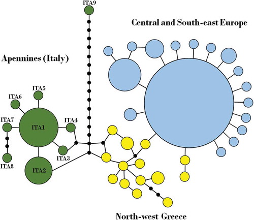 Figure 3. TCS network showing relationship among cytochrome c oxidase I (COI) haplotypes from European Rosalia alpina populations. On the left, the nine Apennine COI haplotypes (in green); on the right, haplotypes from Central/South-eastern Europe (in blue) and North-west Greece (in yellow), modified from Drag et al. (Citation2015). Sizes of circles are proportional to haplotype frequencies; black dots indicate evolutionary mutational steps.
