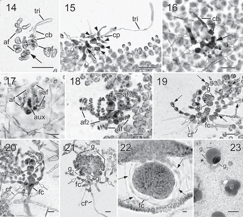 Figs 14−23. Halymenia ballesterosii Rodríguez-Prieto, S.-M. Lin, De Clerck & Huisman sp. nov. Morphology of carpogonial branch and auxiliary cell ampullae and development of cystocarp. Fig. 14. Close up of a carpogonial branch ampulla showing a 2-celled carpogonial branch with a short trichogyne and short branched ampullar filament (af) borne on a subcortical cell (arrow) (HGI-A 19485). Fig. 15. Early post-fertilization of carpogonial branch ampulla showing a 2-celled carpogonial branch with a fertilized carpogonium (cp) and a well-developed distally swelled trichogyne (tri). Note that the cells of carpogonial branch and the cells of the ampullar filaments cut off lateral branches (arrowheads) and the enlarged basal cell (black arrow) fused with neighbouring cells to form a fusion cell and became darkly stained. Few small derived cells (= nutritive cells, white arrows) were cut off from the basal part of the fusion cell (HGI-A 11077). Fig. 16. A later stage of Fig. 15, showing the carpogonial branch (cb) and the fusion cell (black arrow) cutting off more nutritive cells/filaments (white arrows) (HGI-A 11077). Fig. 17. A young auxiliary cell ampulla showing ampullar filaments (af) and the auxiliary cell (aux) (HGI-A 19490). Fig. 18. A fully developed auxiliary cell ampulla showing the three orders of branched ampullar filaments (af1, af2 & af3) and auxiliary cell (aux) (HGI-A 19490) Fig. 19. Early stage after diploidization showing two primary gonimoblast cells (g) just cut off from the gonimoblast initial (gi) borne on the newly formed fusion cell (fc), flanking ampullar filaments (black arrows), and two secondarily produced connecting filaments (cf’). Note that the ampullar cells close to the fusion cell (white arrows) enlarged slightly (HGI-A 19490). Fig. 20. A slightly later stage of Fig. 19, showing primary gonimoblasts (g) cut off from the gonimoblast initial (gi) borne on fusion cell (fc), cells of ampullar filaments (white arrows), and a secondarily produced connecting filament (cf’) (HGI-A 19490). Fig. 21. Immature carposporophyte showing gonimoblast initial (gi), two gonimoblasts (g1 & g2) borne on a small fusion cell (fc), and a secondarily produced connecting filament (cf’). Note that most cells (white arrows) of ampullar filament near the fusion cell are darkly stained but do not branch further (HGI-A 19490). Fig. 22. Cross section of a fully developed cystocarp showing gonimoblasts (g) borne on a conspicuous basal fusion cell (fc) and ampullar filaments forming a filamentous pericarp (arrows) (HGI-A 19484). Fig. 23. Subsurface view of cystocarp-bearing blade showing gonimoblasts (g) and one of the mature cystocarps composed of two gonimolobes (g1 & g2) (HGI-A 19499). Aniline blue (Figs 14–21, 23); Not stained (Fig. 22). Scale bars: Figs 14, 16–22 = 20 µm; Figs 15, 23 = 50 µm