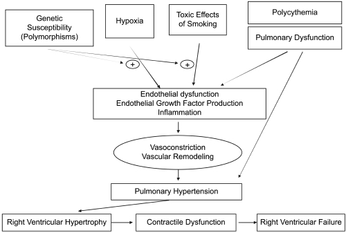 Figure 2 Pathophysiology of PH and right ventricular dysfunction associated with COPD. The combined action of hypoxemia, toxic tobacco smoke, pulmonary dysfunction, and polycythemia lead to endothelial dysfunction, growth factor production, and inflammation in the pulmonary vasculature. These processes cause elevation of pulmonary arterial pressures. PH may cause RV hypertrophy and subsequent RV contractile dysfunction and RV failure.