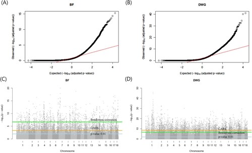 Figure 4. (A, B) The Quantile-Quantile plot (QQ plot) of the adjusted p-values in the genome-wide association study (GWAS) for backfat (BF) and daily weight gain (DWG), respectively. (C, D) Manhattan plot of the –log10(p-value) of GWAS (C: BF, D: DWG) across autosomes in Landrace pigs. The three horizontal lines represent the three kinds of cutoff (light blue: p-value 0.01, orange: genomic estimated breeding value-assisted reduction method of the single nucleotide polymorphism set (GARS)method, green: Bonferroni correction (corrected p-value 0.01)). The GARS method was more congenital than Bonferroni correction for BF and was harsher for DWG.