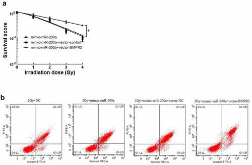 Figure 4. Effect of miR-200a on osteosarcoma cells by targeted regulation of BMPR2. A: Click on the multi-target model to fit the cell survival curve. B: Effect of flow cytometry on osteosarcoma cells after 2 Gy radiotherapy with overexpression of miR-200a and BMPR2