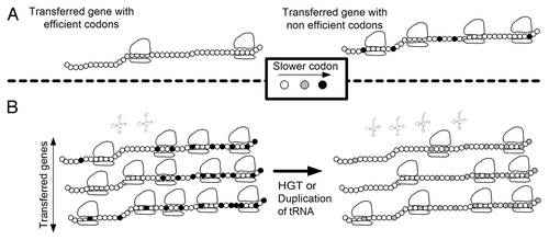 Figure 1 Relations between translation efficiency and horizontal gene transfer. (A) Transferred genes with neutral function but with codons that are adapted to the host have a smaller effect on the fitness of the host as they recruit less ribosomes (left) than genes with codons that are not adapted to the host (slower codons; right). (B) A duplication or horizontal transfer of a tRNA that recognizes rare codons in the transferred genes may improve the translation efficiency of these genes and thus decrease their ribosomal density. After such a change in the tRNA pool, the number of available ribosomes increases, and thus the fitness of the host is augmented (right vs. left).