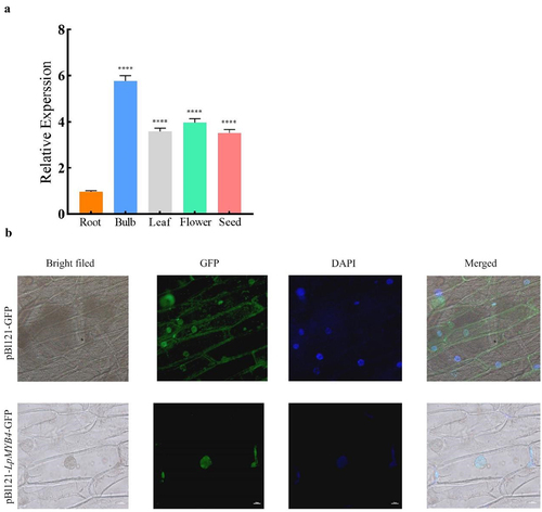 Figure 3. (a) RT-PCR analysis of the expression levels of LpMYB4 genes in different organs in Lilium pumilum. cDNA was obtained from the roots, bulbs, leaves, flowers, and seeds of Lilium pumilum, and the expression levels of LpMYB4 were detected by Real-time Quantitative PCR. ****respectively indicate that there is an extremely significant difference at p < 0.0001. Data represent mean ± SD with three replicates. (b) Localization of LpMYB4 in subcellular cells of onion.