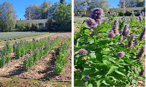 Figure 1. Anise hyssop cultivated in the Institute of Roses, Essential and Medical Plants, Agricultural Academy, Kazanlak, Bulgaria (authors’ images).