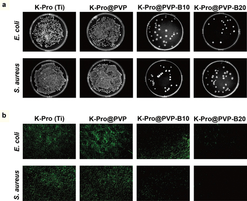 Figure 5. In vitro antibacterial ability of electrospun borneol/PVP antibacterial coating. (a) Images of bacterial clones and (b) CLSM diagrams of K-Pro, K-Pro@PVP, K-Pro@PVP-B10, and K-Pro@PVP-B20 co-cultured with E. coli and S. aureus for 24 h.