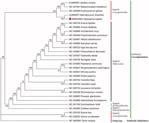 Figure 1. Phylogenetic relationship of 30 species based on the chloroplast genome sequences with maximum likelihood (ML) analysis using Rosa berberifolia as outgroup.