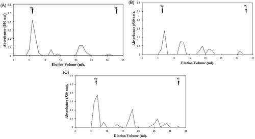 Figure 1. Hexuronic acid profile assessment for gingival proteoglycan molecular size, following ROS treatment for 1 h and separation by Superdex 75HR 10/30 gel filtration chromatography, incorporated into a FPLC System. (A) Untreated gingival proteoglycan controls. (B) Gingival proteoglycans exposed to an ·OH flux (60 mM H2O2, 1.67 mM FeCl3). (C) Gingival proteoglycans exposed to an ·OH flux (60 mM H2O2, 1.67 mM FeCl3), with ·OH scavenger and transition metal ion chelator, thiourea (33 mM). Vo, column void volume; Vt, total column volume. n = 3 independent experiments. For all analyses, chromatographic profiles from one representative experiment of three are shown.