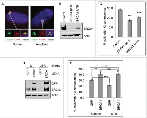 Figure 1. BRCA1 promotes mitomycin C-induced centrosome amplification. (A) Representative images of MMC induced centrosome amplification. U2-OS cells were treated with 0.5 μM MMC for 72 hours. Cells were fixed in methanol and then stained with antibodies against γ-Tubulin (green) and Centrin-2 (red). Nuclei were stained with DAPI (blue). (B and C) Depletion of BRCA1 attenuates MMC induced centrosome amplification. U2-OS cells were transfected with either Control siRNA or siRNA against BRCA1 (BRCA1-pool or BRCA1-UTR) and then split into 2 sets. One set of cells was collected for western blot analysis (B). The second set of cells was treated with 0.5 μM MMC for 72 hours and then fixed in methanol and stained with antibodies against γ-Tubulin. More than 300 cells were counted and the percentage of cells with more than 2 centrosomes was quantified (C). (D and E) Expression of siRNA-resistant BRCA1 cDNA rescues the centrosome amplification defects in BRCA1 depleted cells. U2-OS cells were transfected with either Control siRNA (C) or siRNA against BRCA1 (BRCA1-UTR, UTR) and then transfected with plasmid expressing either Green Fluorescent Protein (GFP) or GFP-BRCA1 (BRCA1). These cells were then split into 2 sets. One set of cells was used for protein gel blot analysis (D). The second set of cells was treated with 0.5 μM MMC for 72 hours and then fixed in methanol and stained with antibodies against γ-Tubulin. More than 300 cells were counted and the percentage of cells with more than 2 centrosomes was quantified (E). Immunoblotting antibodies are indicated on the right. All error bars are standard deviation obtained from 3 different experiments. Standard 2-sided t test: **P < 0.01, ***P < 0.001. NS, not significant.
